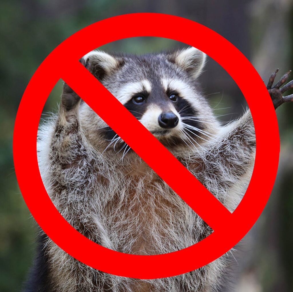 No Raccoons